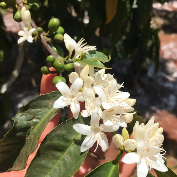 Terramoka Mademoiselle Adèle dosette Senseo bio x80 arabica